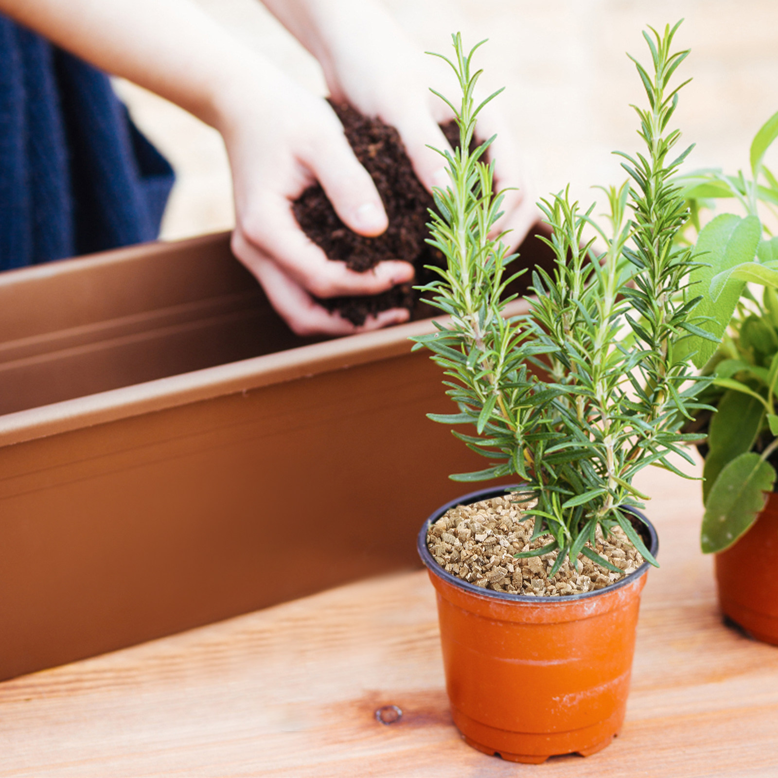 Bahçecilik, Mantar Substratı,  - Sphagnum Moss Dry incelemesi ve fiyatı